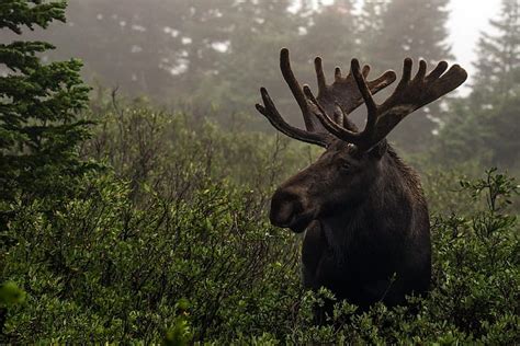 HD wallpaper: winter, nature, moose | Wallpaper Flare