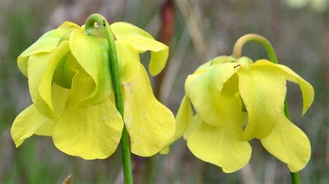 Plants of the big thicket Pitcher plant flowers Pitcher Plant, Thicket, Park Service, Planting ...