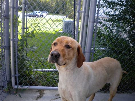 Bay County Animal Shelter Pet of the Week - mlive.com