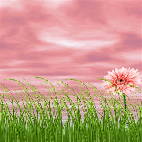 Background Nature Flower Pink · Free photo on Pixabay