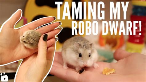 TAMING MY ROBOROVSKI HAMSTER - YouTube