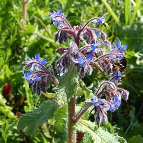 How to grow Borage - Incredible Vegetables