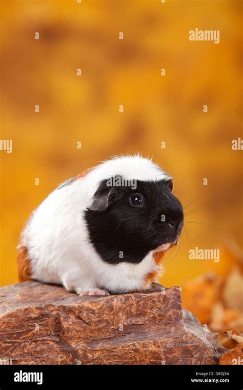 English Crested Guinea Pig, tortie-white |English Crested ...