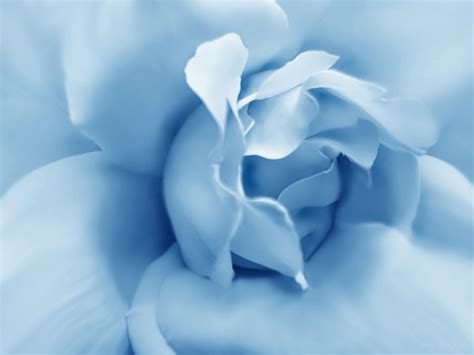 Blue Pastel Rose Flower Photograph by Jennie Marie Schell