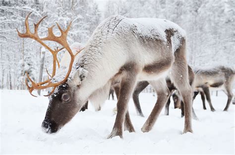 Swedish Lapland | Arctic animals, Herding, Lapland