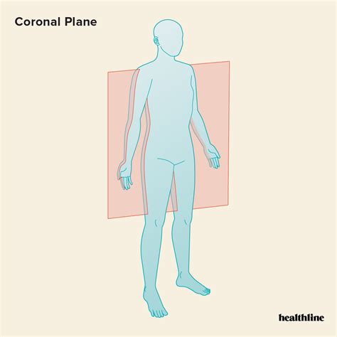 Coronal Plane - Biology Simple