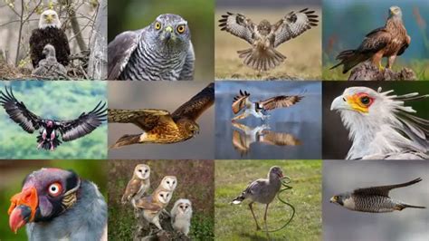 What Are Birds of Prey? Explore All 13 Types of Raptor - Textbook Travel