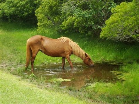 Assateague Island 2017: Best of Assateague Island Tourism - TripAdvisor