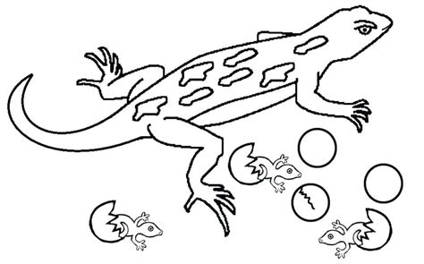 an image of a lizard coloring pages