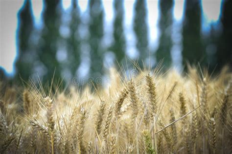 Wheat stock photo. Image of tree, spring, field, wheat - 76321420