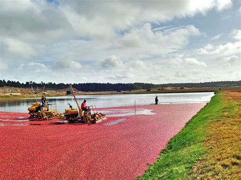 LaBelle's General Store: Cape Cod Cranberry Harvest