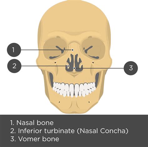 Inferior Nasal Concha