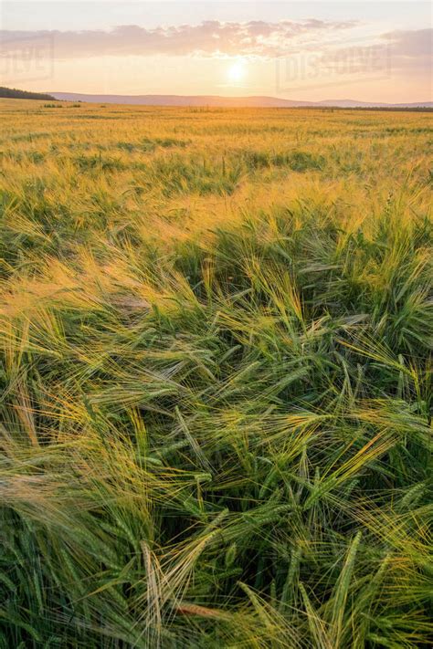 Field of tall grass at sunset - Stock Photo - Dissolve