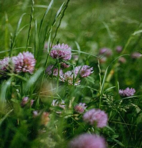 Red Clover Seed Mix Grass: Buy Red Clover Seeds