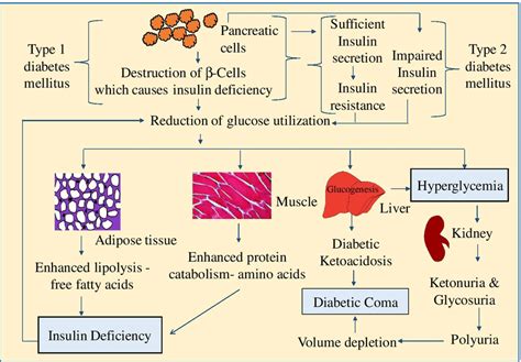 Pathophysiology of type 1 and type 2 diabetes mellitus which leads to ...