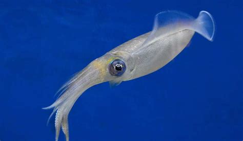 Squid - 10 Surprising Facts to Discover