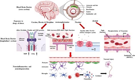 Frontiers | Effects of Drugs of Abuse on the Blood-Brain Barrier: A Brief Overview