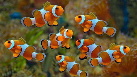 CLOWNFISH | Galway Atlantaquaria