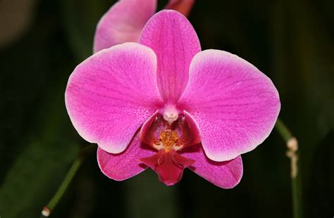 Phalaenopsis (Moon Orchid, Moon Orchids, Moth Orchid, Moth Orchids ...