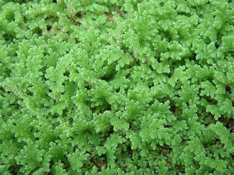 Rhizobium Azolla Plant, Packaging Type: Loose at ₹ 1000/kg in Shajapur | ID: 22946661162