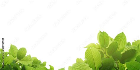 Kratom leaves , Kratom leaves are used as medicinal plants for ...