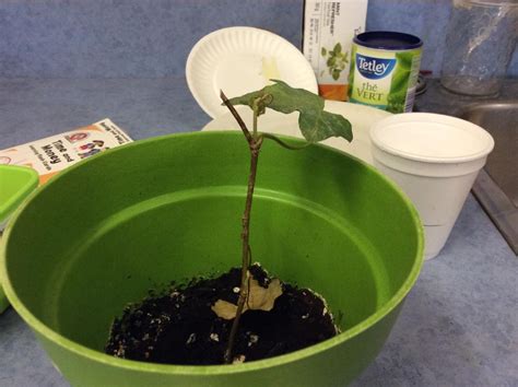 How to water a bean plant. - B+C Guides