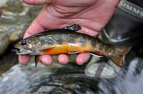 Native-Southern-Appalachian-Brook-Trout-Great-Smoky-Mountain-Natuonal ...