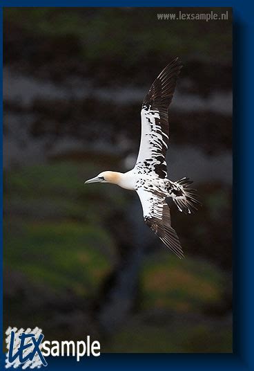 A number of young birds are flying around the colony. The younger the ...