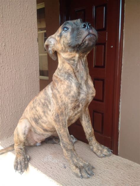 I Wanna Dash Out This Brindle Female Boerboel Pup For A Token Amount ...