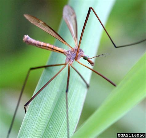 Crane Flies: Got Pests? : Board of Pesticides Control: Maine DACF