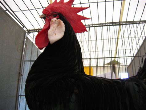 File:Rooster at Scottish poultry show.jpg - Wikipedia
