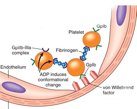 Abciximab - mechanism of action/ indication/ contraindication/ dose ...