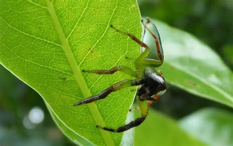 Green Jumping Spider | The Animal Facts | Appearance, Diet, Habitat