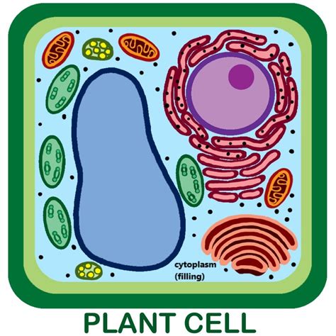 Questions And Answers On Labeled/Unlebled Diagrams Of A Human Cell ...