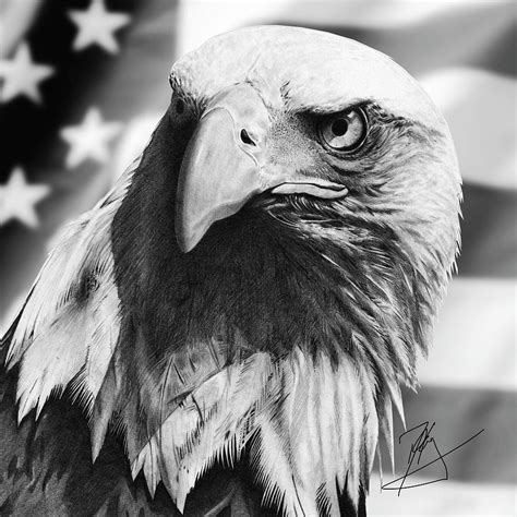 American Eagle Drawing by Dave King