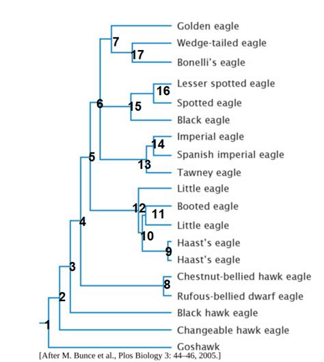 living eagle species and those from Haast’s-eagle fossils, t | Quizlet