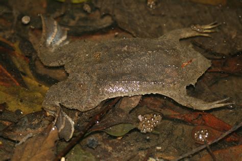 Surinam Toad Facts and Pictures