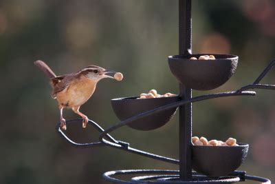 Bird Feeders | Wild Birds Unlimited | Wild birds unlimited, Bird ...