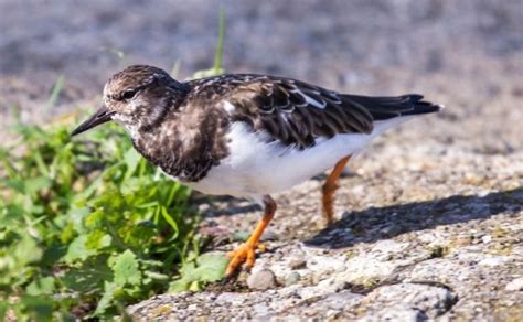 Turnstone Facts: Identification, Diet, Migration Info etc. - Binocular Base