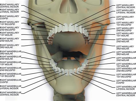 Sterling Smiles Azle | Difference between Maxillary and Mandibular molars