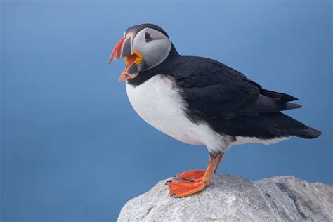 Downeast Maine Coast Photo Tours and Workshops (Puffins, Whales, Lighthouses) — Slonina Nature ...