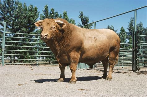 Beefalo are a fertile hybrid offspring of domestic cattle, Bos taurus, Hybrid..