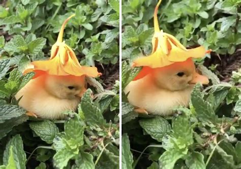 Adorable Video Shows Baby Duck Falling Asleep With A Flower On Its Head ...