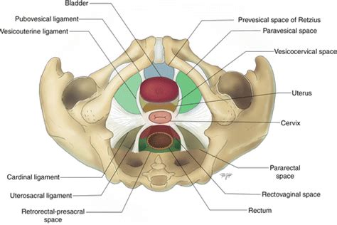 Cardinal Ligament Ureter