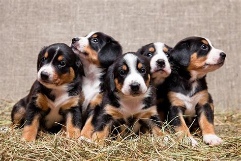 Entlebucher Mountain Dog Puppies For Sale - AKC PuppyFinder