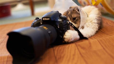 Wallpaper : animals, depth of field, wooden surface, camera, Nikon, skin, kitten, cat like ...