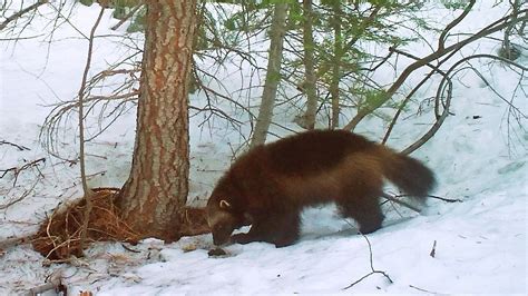 Wolverines: US moves to protect North American wolverines under Endangered Species Act as ...