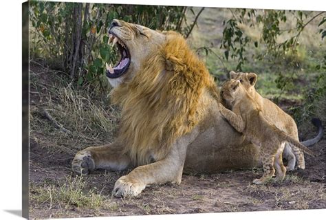 African Lion cubs playing with adult male, Kenya Wall Art, Canvas ...