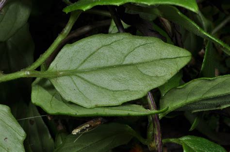 Gynura procumbens (Asteraceae) image 42806 at PhytoImages.siu.edu