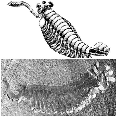 Opabinia regalis - This arthropod was one of the most alien looking ...